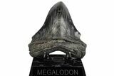 Fossil Megalodon Tooth - Pathological Blade #199180-3